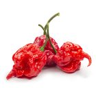 Carolina Reaper szárított chili