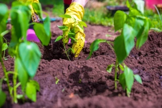 Chili termesztés otthon